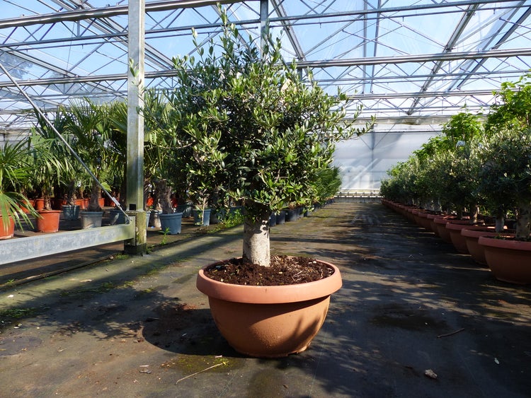 Olivenbaum Olea europaea mit dickem Stamm im Pflanztopf in einem großen, hellen Gewächshaus.