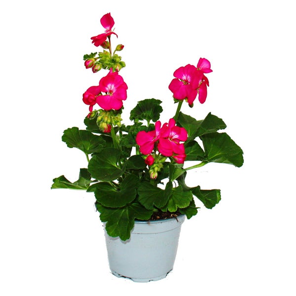 Stehende Geranie Pelargonie mit rosa Blüten im Kunststofftopf