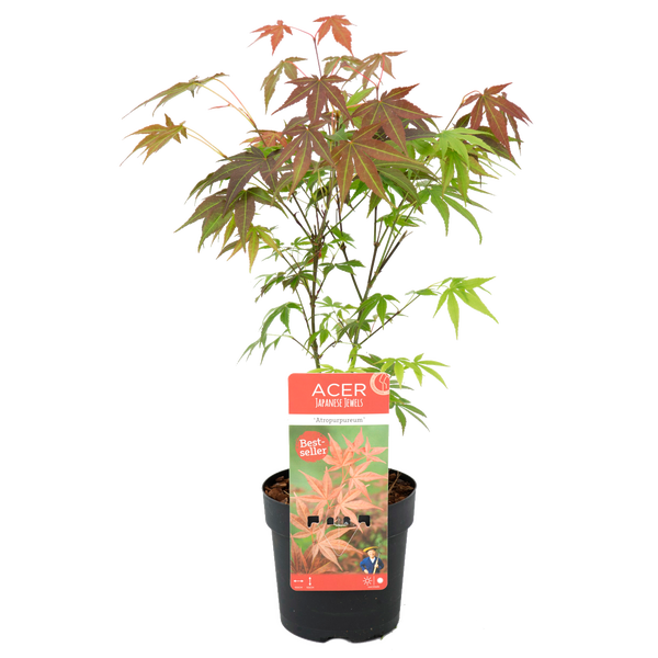 Bloomique - Acer Palmatum Atropurpureum - Japanischer Ahorn - Buntes Laub - Gartenpflanzen - Winterhart - 30-40 cm Hoch - Topf 13 cm