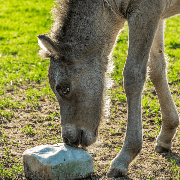 Junges Pferd leckt an einem Salzleckstein