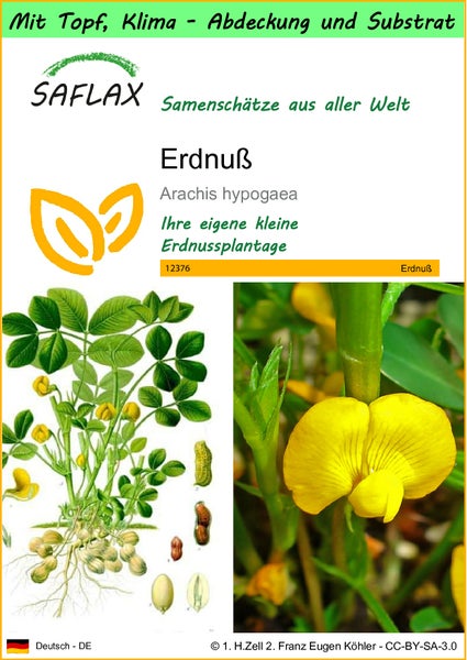 SAFLAX Garden to go - Erdnuß - Arachis hypogaea - 8 Samen - Mit Topf, Klima - Deckel und Anzuchtsubstrat