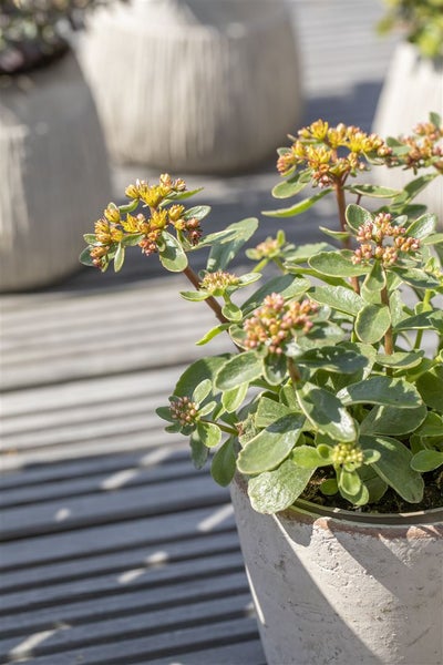 Sedum kamtschaticum 'Variegatum', Fetthenne, buntlaubig, ca. 9x9 cm Topf