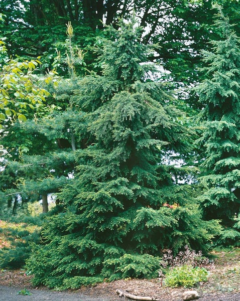 Tsuga mertensiana, Berg-Hemlocktanne, 40–50 cm