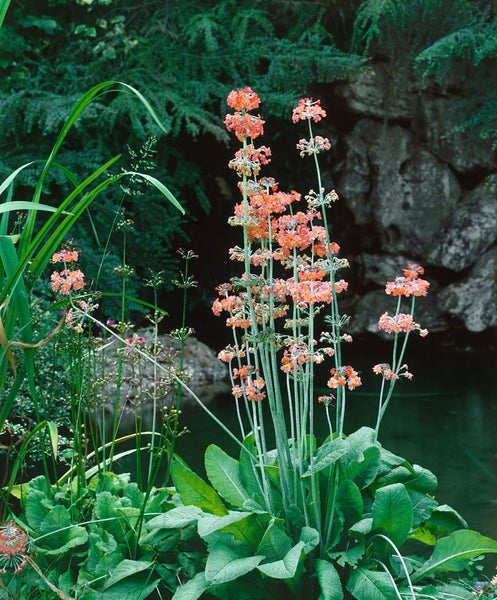 Primula x bullesiana, Etagen-Primel, bunt, ca. 9x9 cm Topf