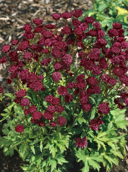 Astrantia major 'Ruby Cloud', Sterndolde, rubinrot, ca. 9x9 cm Topf