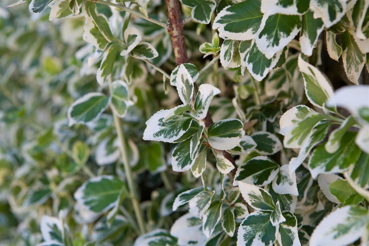 Euonymus fortunei 'Emerald Gaiety', Kriechspindel, grün-weiß, ca. 9x9 cm Topf