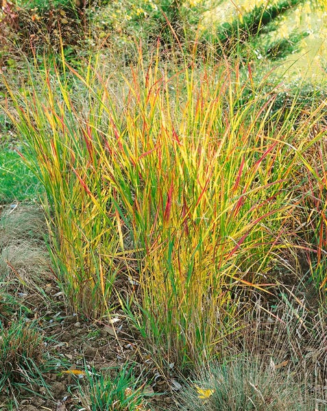 Panicum virgatum 'Rehbraun', Rutenhirse, braun, ca. 9x9 cm Topf