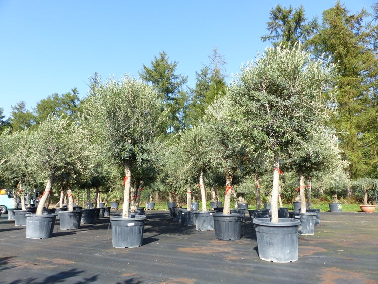 Olivenbäume in großen grauen Kunststofftöpfen, in Reihen aufgestellt in einer hellen Außenbaumschule.