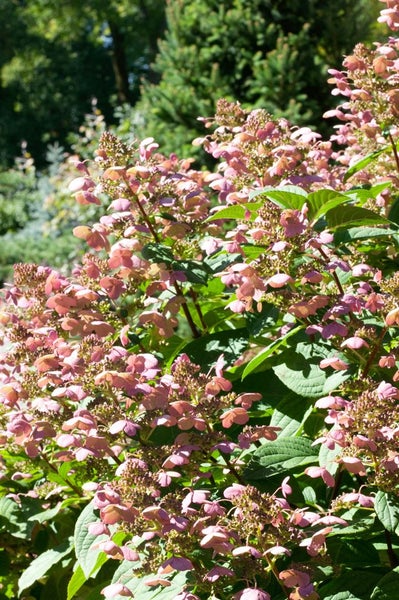 Hydrangea paniculata 'Little Quick Fire', Rispenhortensie, weiß-rosa, 40–60 cm