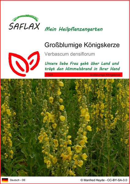 SAFLAX  - Großblumige Königskerze - Verbascum densiflorum - 500 Samen