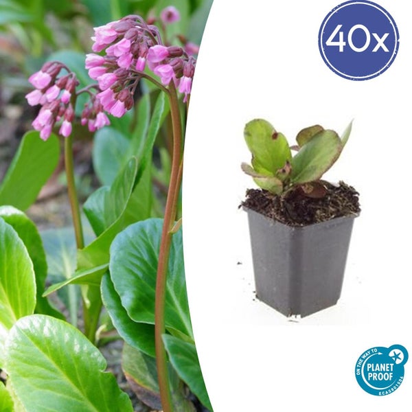 Bodendecker - Staude - Bergenie - Bergenia cordifolia 'Herbstblüte' - 9cm Topf - Set mit 40 Pflanzen