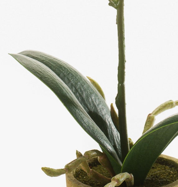 Künstliche Orchidee im Terrakotta-Topf mit Luftwurzeln.