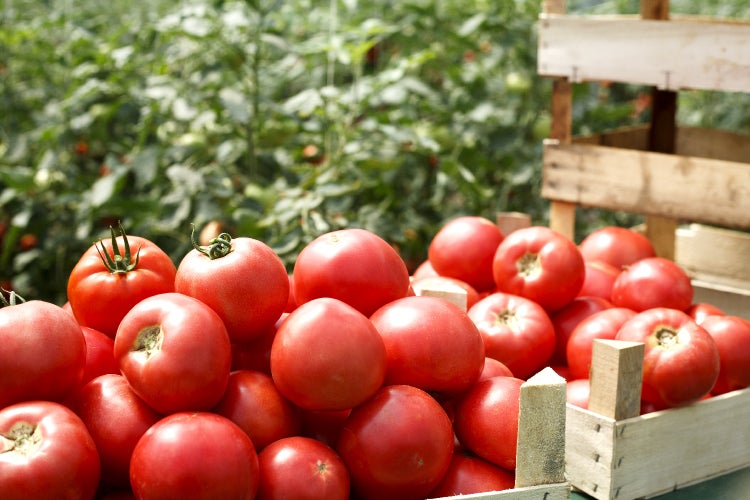 SAFLAX Garden to go - BIO - Tomate - Saint Pierre - Solanum lycopersicum - 15 Samen - Mit Topf, Klima - Deckel und Anzuchtsubstrat