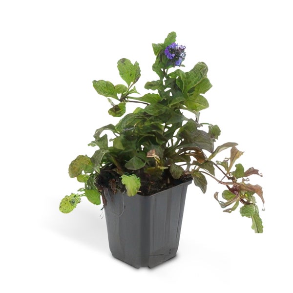 Blühende Wasserpflanze in einem Topf