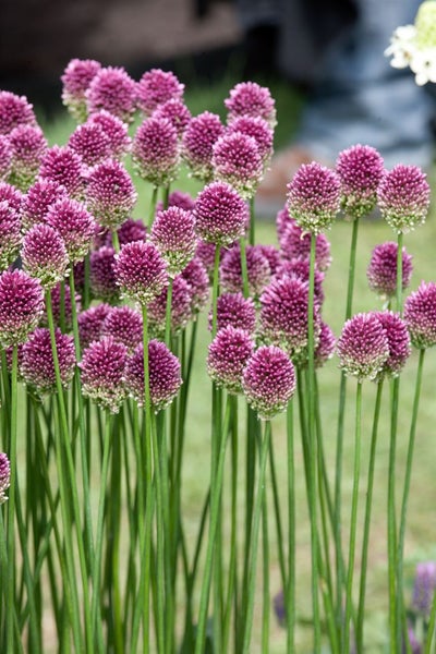 Allium sphaerocephalon, Kugellauch, purpurrot, ca. 9x9 cm Topf