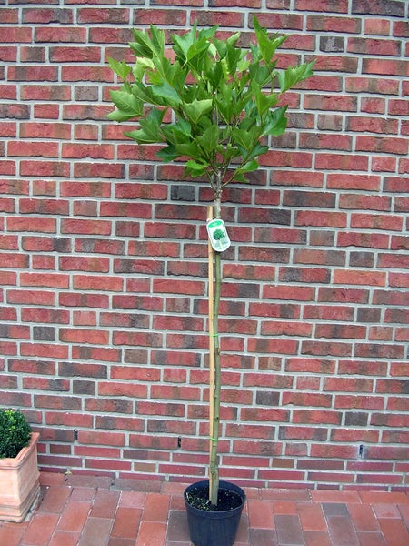 Platanus acerifolia Alphens Globe- Stämmchen, Kugelplatane, Gesamthöhe: 180-190 cm, Stammhöhe: 125 cm