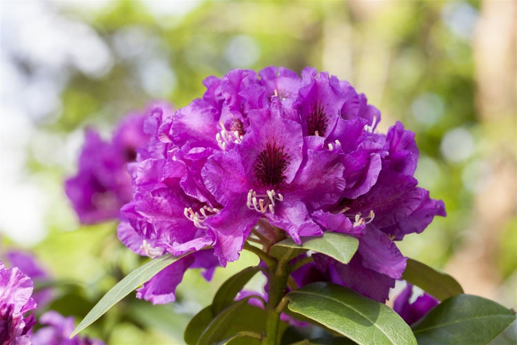 Rhododendron Hybr. 'Rasputin', INKARHO, dunkelviolett, 30–40 cm