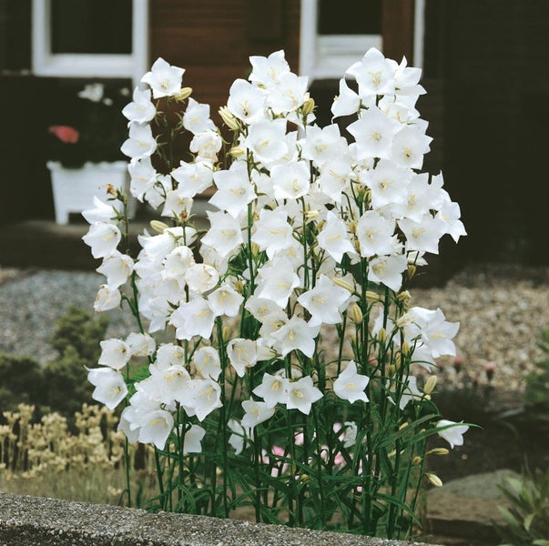 Campanula persicifolia 'Grandiflora Alba', Glockenblume, weiß, ca. 9x9 cm Topf