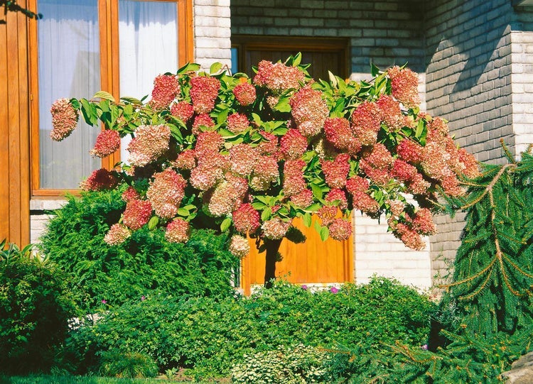 Hydrangea paniculata 'Grandiflora', Rispenhortensie, weiß, 100–125 cm