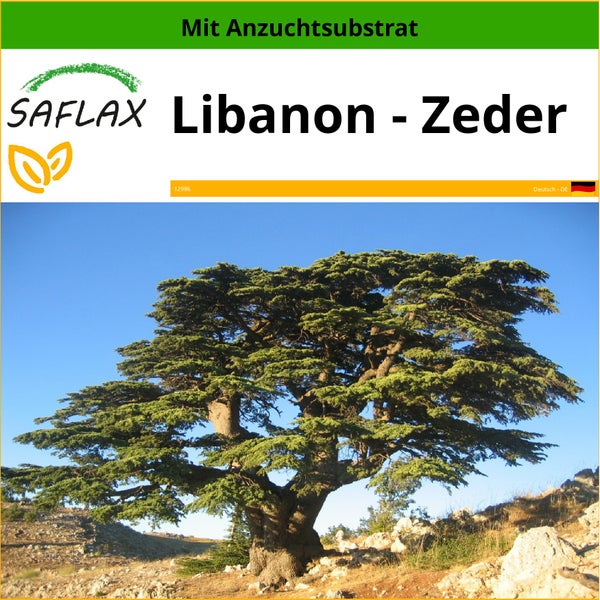 SAFLAX  - Libanon - Zeder - Cedrus libani - 20 Samen - Mit keimfreiem Anzuchtsubstrat