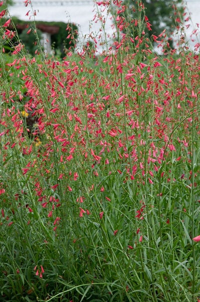 Penstemon barbatus 'Coccineus', Bartfaden, leuchtend rot, ca. 9x9 cm Topf