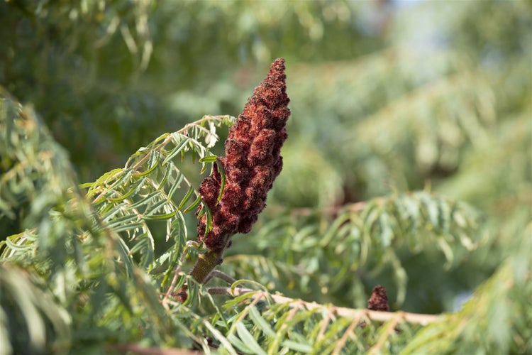 Rhus typhina 'Dissecta', Essigbaum, filigran, 60–80 cm