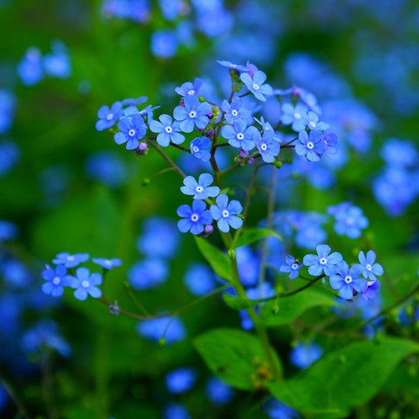 Blaue Vergissmeinnicht (Myosotis) mit grünen Blättern.