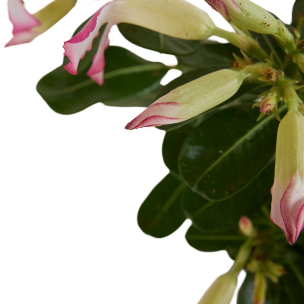 Bloomique - Adenium Obesum - Wüstenrose - blühend - Zimmerpflanzen - sehr pflegeleicht - Topf 13 cm - 25-35 cm hoch