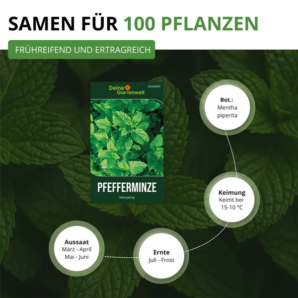 Infografik für Pfefferminzsamen Mentha piperita von Deine Gartenwelt Logo für 100 Pflanzen. Frühreifend, ertragreich, mehrjährig. Aussaat März bis Juni, Ernte Juli bis Frost, Keimung bei 15 bis 10 Grad.