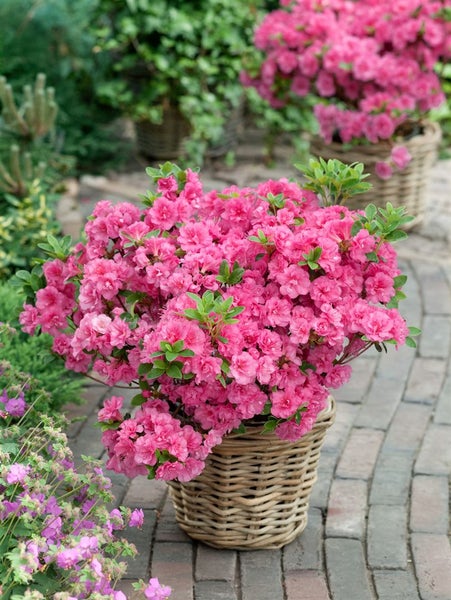 Rhododendron obtusum 'Anouk', Azalee, rosa, 20–25 cm