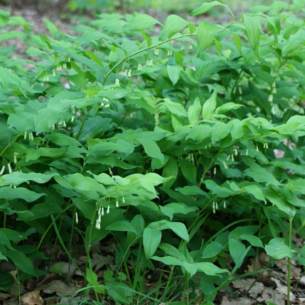 Nahaufnahme einer Gruppe von Salomonssiegelpflanzen im Garten.