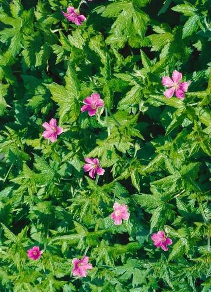 Geranium palustre, Sumpf-Storchschnabel, rosa Blüten, ca. 9x9 cm Topf