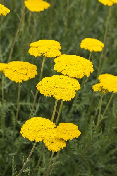 Achillea filipendulina 'Parker', Schafgarbe, goldgelb, ca. 9x9 cm Topf