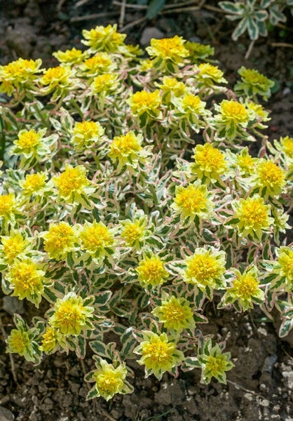 Gelbe Wolfsmilchpflanze im Gartenbeet