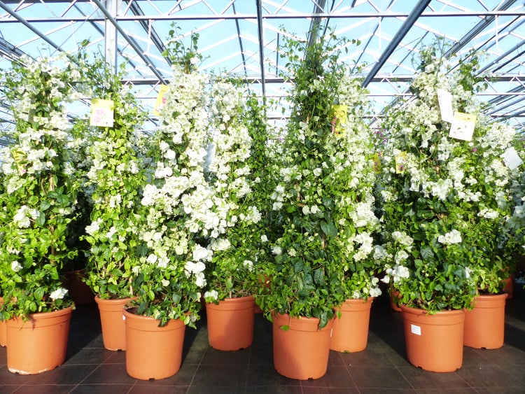 Bougainvillea glabra Alexandra Pyramide 160 - 170 cm, weiß, Kletterpflanze