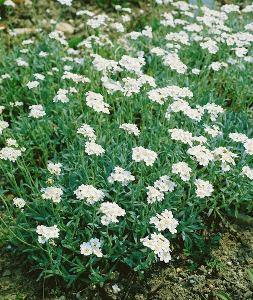 Achillea ageratifolia, Silber-Garbe, weiß, ca. 9x9 cm Topf