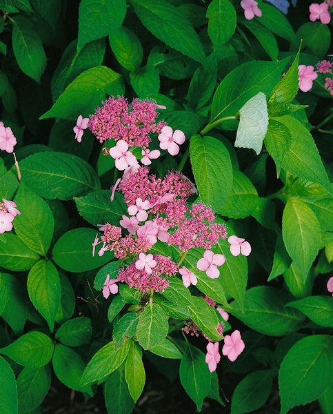 Hydrangea serrata 'Benigaku', Japanische Hortensie, rosa, 30–40 cm