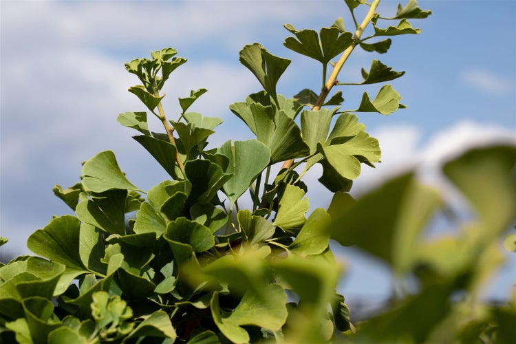 Ginkgo biloba 'Globus', Fächerblattbaum, kompakt, 40–60 cm