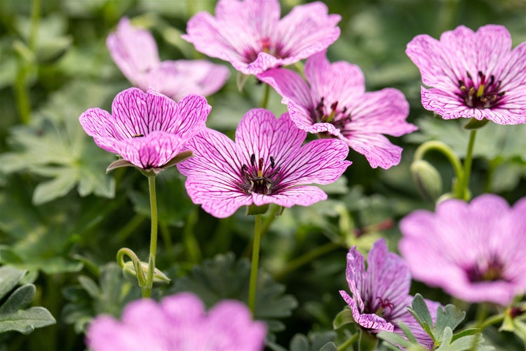 Geranium cinereum 'Ballerina', Storchschnabel, zartrosa, ca. 9x9 cm Topf