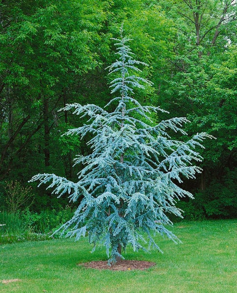 Atlas-Zeder-Baum auf Rasenfläche