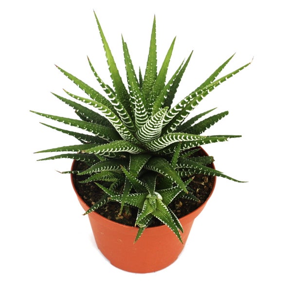 Haworthia fasciata Big Band - Pflanze im 10,5cm Topf