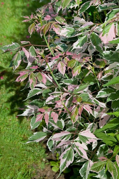 Eschenahorn mit panaschiertem Laub im Garten.