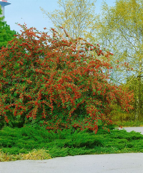 Cotoneaster salicifolius floccosus, immergrün, 80–100 cm