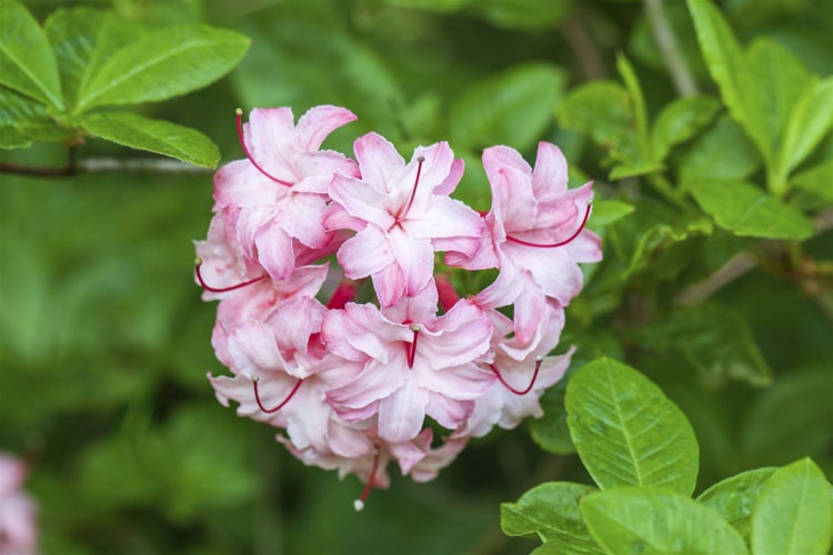 Rhododendron viscosum, Sumpf-Rhododendron, weiß, 50–60 cm