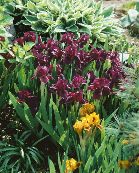 Iris x barb.-nana 'Cherry Garden', Zwergiris, rotviolett, ca. 9x9 cm Topf