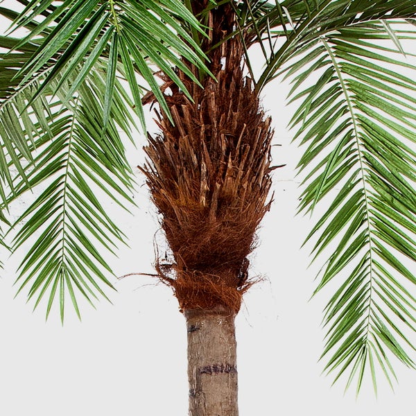 Nahaufnahme einer Palme mit faserigem braunem Stamm und grünen Palmwedeln.