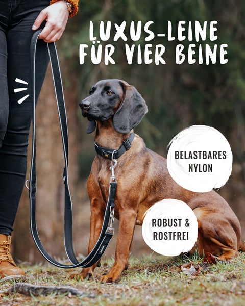 Schwarze Hundeleine mit einer Gesamtlänge von 230 cm und einer Breite von 2,5 cm