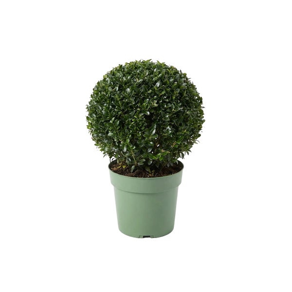 Buchsbaum in Kugelform im grünen Pflanztopf