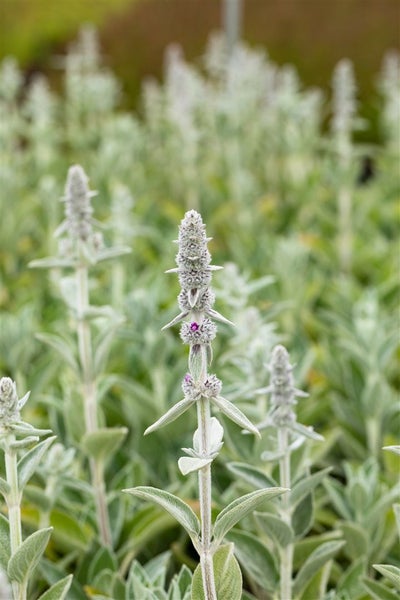 Stachys byzantina 'Silky Fleece', Wollziest, silbrig, ca. 9x9 cm Topf
