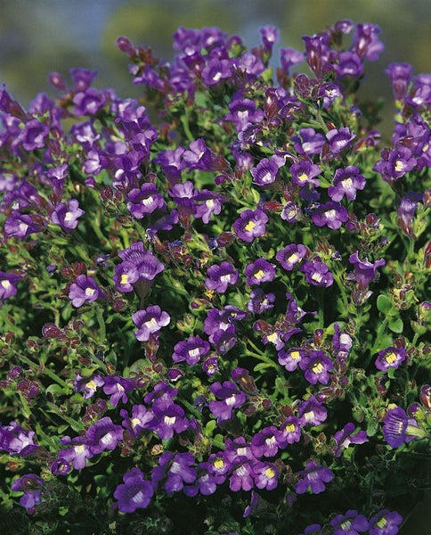 Chaenarrhinum origanifolium 'Blue Dream', blau, ca. 9x9 cm Topf